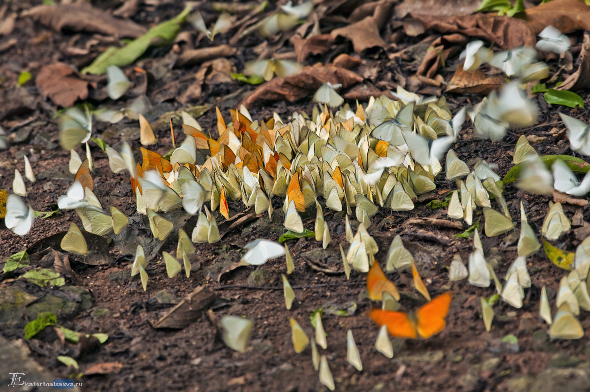 Огромное скопление бабочек в Национальном парке Кукфыонг 