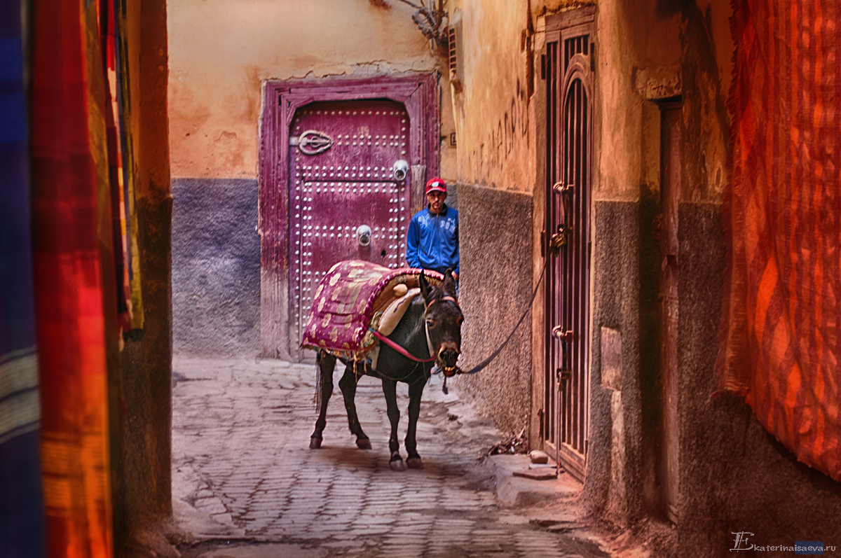 Гармонично смотрятся ослики и мулы на улицах Марокко