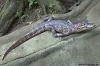 krokodil